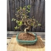 Chinese Elm Number 10
